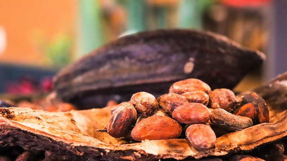 history of cocoa beans