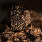 organic chocolate types