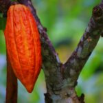 cacao history