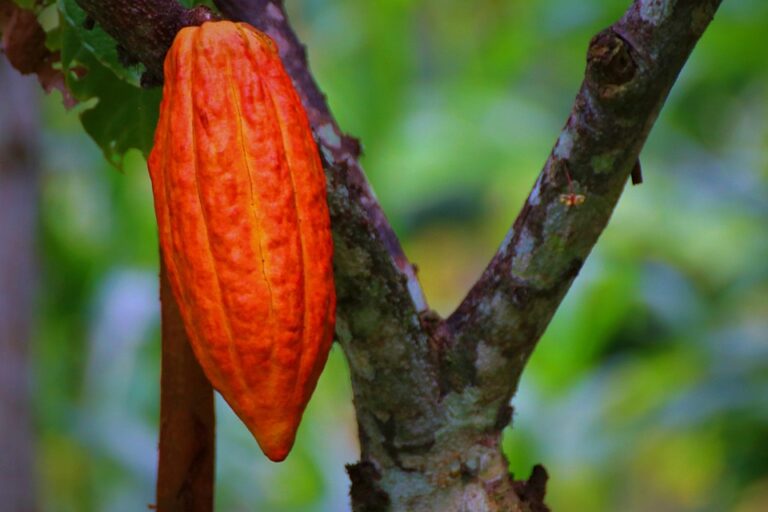 cacao history