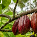 Picture of cacao pods on a plant.